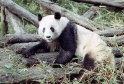 Giant panda, Xian China 1